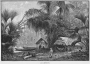 eric-navet-et-les-teko-de-guyane-livre:images-en-plus:1893-henri_coudreau-chez_nos_indiens-campement.jpg